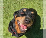 Small #2 Rottweiler