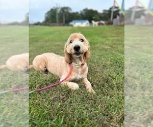 Goldendoodle Dogs for adoption in Pacolet, SC, USA