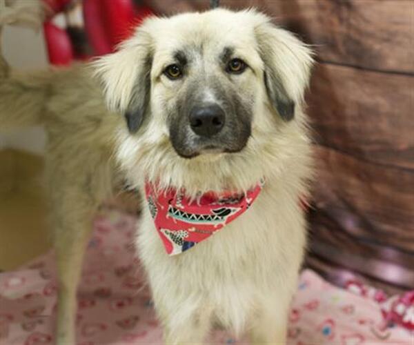 Medium Photo #1 Anatolian Shepherd Puppy For Sale in Placerville, CA, USA
