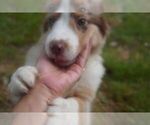 Small #6 Miniature Australian Shepherd