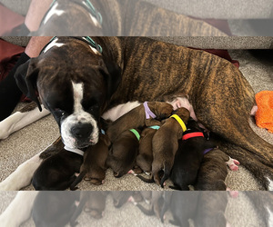 Mother of the Boxer puppies born on 04/16/2023