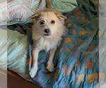 Small #2 Mutt