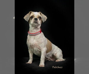 Shih Tzu Dogs for adoption in Hot Springs Village, AR, USA