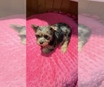 Small #4 Yorkshire Terrier