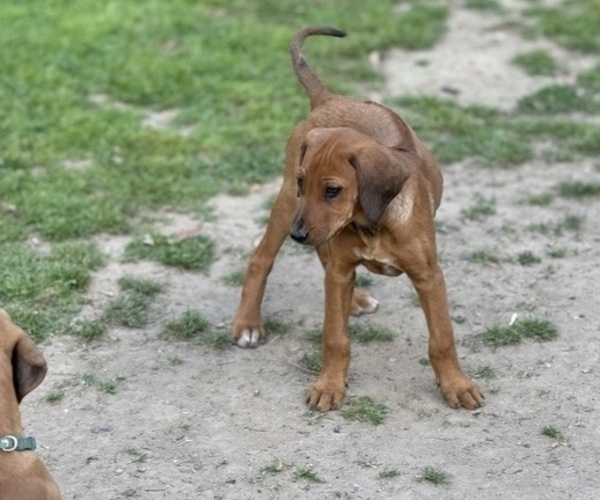 Medium Photo #5 Labrador Retriever-Rhodesian Ridgeback Mix Puppy For Sale in FRESNO, CA, USA
