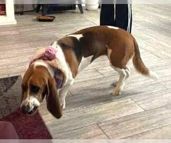 Medium Photo #6 Basset Hound Puppy For Sale in Deepwater, NJ, USA