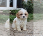 Small #2 Cavapoo