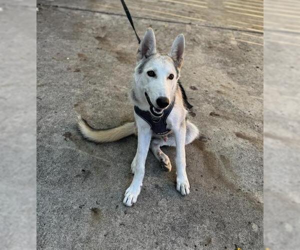 Medium Photo #1 Siberian Husky-Unknown Mix Puppy For Sale in San Antonio, TX, USA