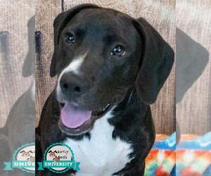 Labrador Retriever-Unknown Mix Dogs for adoption in Kennesaw, GA, USA
