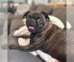 Small #6 Pug Mix
