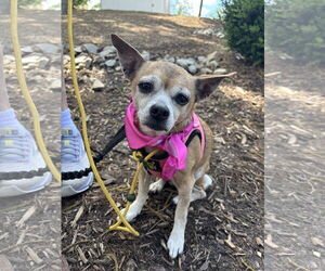 Chihuahua Dogs for adoption in Spring Lake, NC, USA