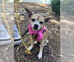 Small Chihuahua
