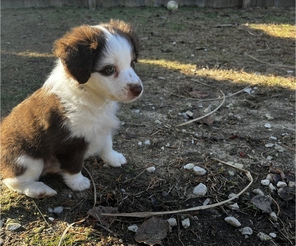 Medium Photo #5 Miniature Australian Shepherd Puppy For Sale in EAST TAUNTON, MA, USA