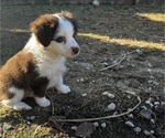 Small Photo #5 Miniature Australian Shepherd Puppy For Sale in EAST TAUNTON, MA, USA