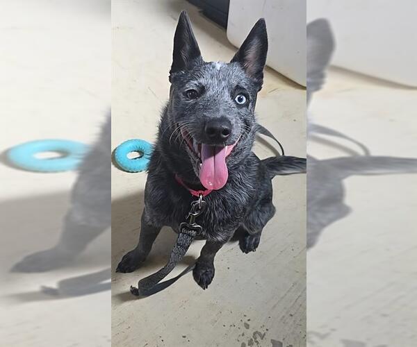 Medium Photo #1 Mutt Puppy For Sale in Center Township, PA, USA