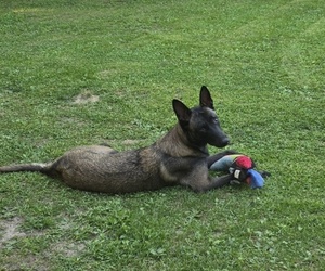 Mother of the Belgian Malinois puppies born on 06/12/2025