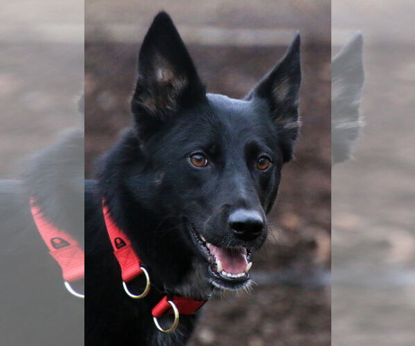 Medium Photo #1 Gerberian Shepsky Puppy For Sale in Sequim, WA, USA
