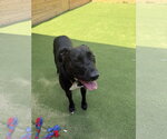 Small #3 Labrador Retriever Mix