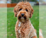 Small Photo #1 Australian Labradoodle Puppy For Sale in SEATTLE, WA, USA