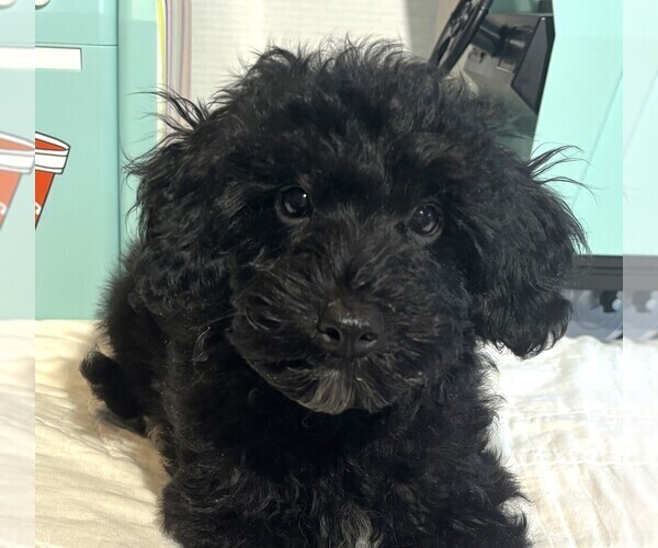 Medium Photo #1 Schnoodle (Miniature) Puppy For Sale in MORENO VALLEY, CA, USA