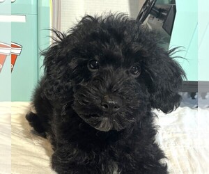 Schnoodle (Miniature) Puppy for sale in MORENO VALLEY, CA, USA