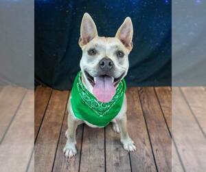 Victor - Male Bulldog-Unknown Mix Dog for Adoption - Photo #2