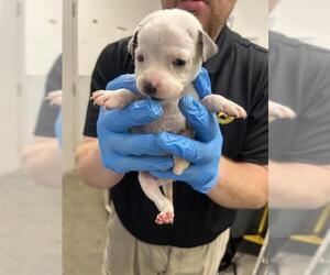 Labrador Retriever-Unknown Mix Dogs for adoption in Rosenberg, TX, USA