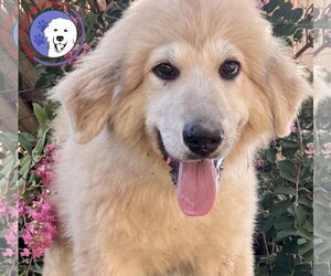 Great Pyrenees Dogs for adoption in Spring, TX, USA