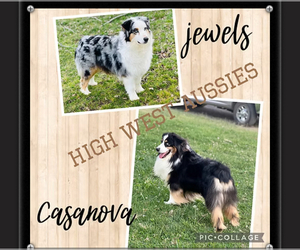 Mother of the Australian Shepherd puppies born on 08/01/2025