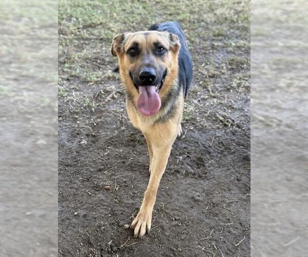 Medium Photo #2 German Shepherd Dog Puppy For Sale in Riverside, CA, USA