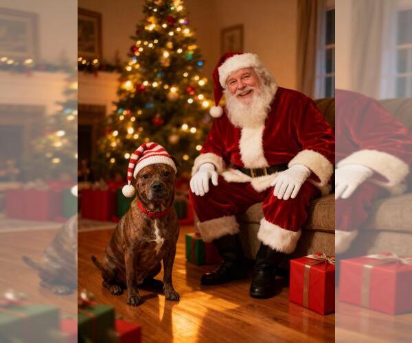 Medium Photo #6 American Staffordshire Terrier-Boxer Mix Puppy For Sale in Brewster, NY, USA