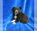Small Photo #8 Pom-Shi Puppy For Sale in HARTVILLE, MO, USA
