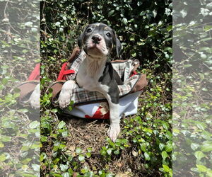 Boxer-Catahoula Leopard Dog Mix Dogs for adoption in New Orleans, LA, USA