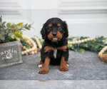 Puppy Flora Cavapoo