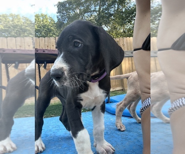 Medium Photo #1 Great Dane Puppy For Sale in WILLIS, TX, USA