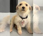 Small Photo #3 ShiChi Puppy For Sale in Wakefield, RI, USA