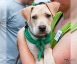 Small #3 Labrador Retriever Mix