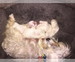 Small Photo #14 Maltese Puppy For Sale in BRKN ARW, OK, USA