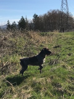 Medium Photo #1 Wirehaired Pointing Griffon Puppy For Sale in WASHOUGAL, WA, USA