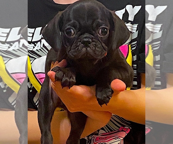 Medium Photo #1 Pug Puppy For Sale in HUTTO, TX, USA
