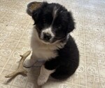 Puppy Bugsy Australian Shepherd