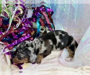 Dachshund Puppy for sale in CASSVILLE, MO, USA