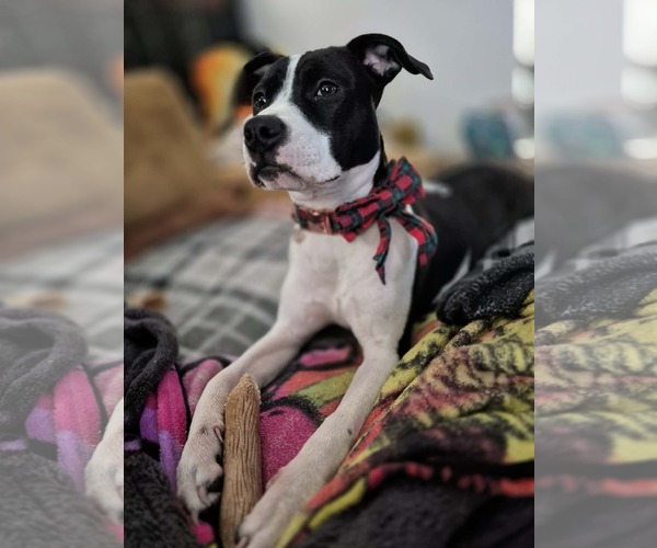 Medium Photo #1 Mutt Puppy For Sale in Germantown, OH, USA