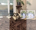 Small Photo #64 Australian Shepherd Puppy For Sale in LEXINGTON, SC, USA