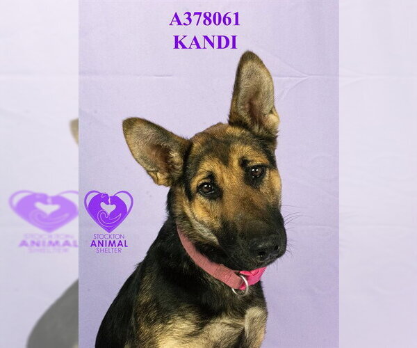 Medium Photo #1 German Shepherd Dog Puppy For Sale in Stockton, CA, USA