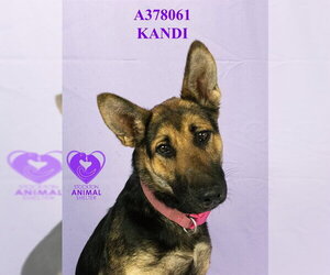 German Shepherd Dog Dogs for adoption in Stockton, CA, USA