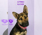 Small German Shepherd Dog