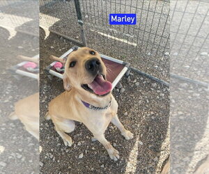 Marley - Male Labrador Retriever-Unknown Mix Dog for Adoption - Photo #4