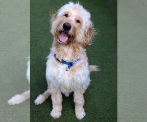 Goldendoodle Dogs for adoption in Glendale , AZ, USA