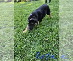 German Shepherd Dog Puppy for sale in CANAAN, NH, USA